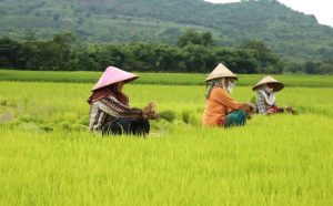 Petani Kaltim Tetap Sejahtera Meski NTP Turun 0,40 Persen